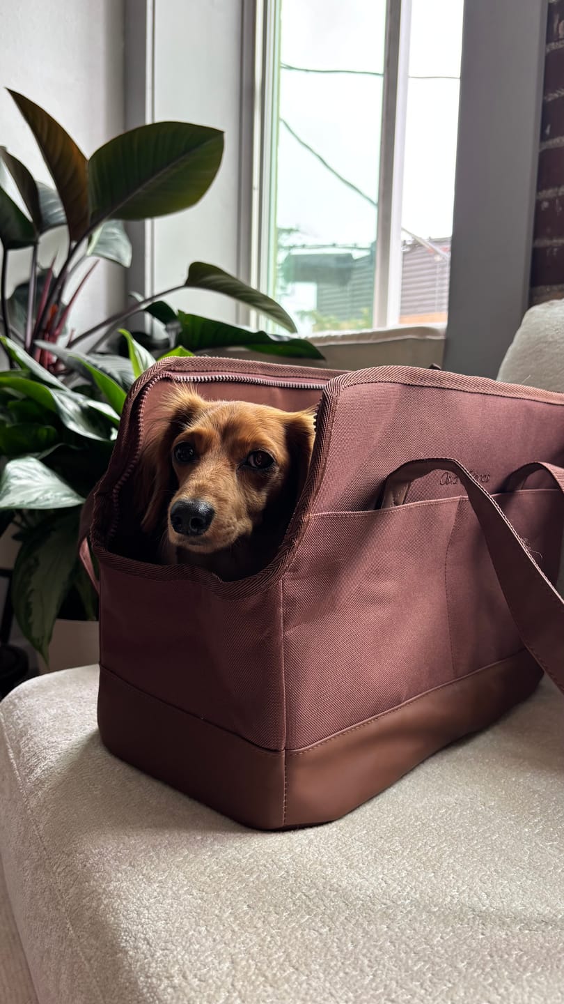 Customer photo review of Chocolate Brown Pet Tote Bag