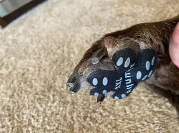 Customer photo review of Aktoclean™️ PawGrip™️ | Grips antidérapants pour chien