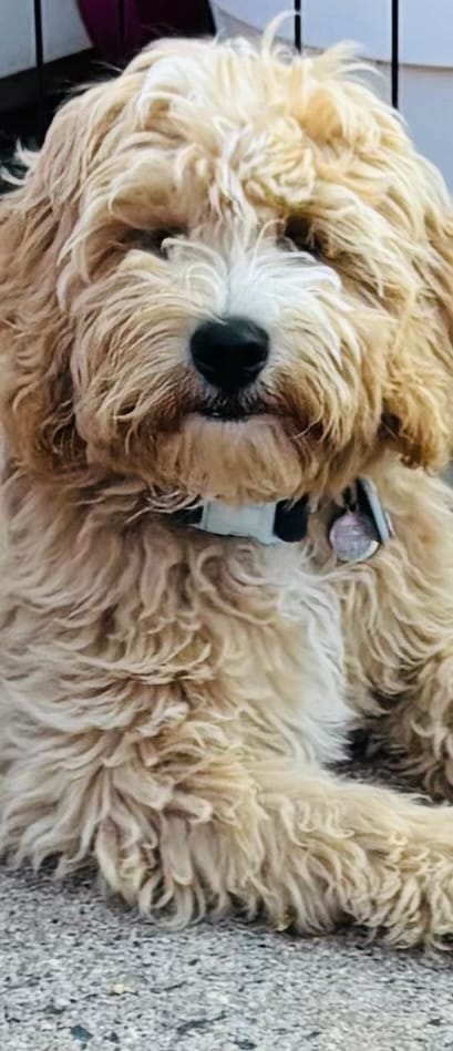 Customer photo review of Disney© Waterproof Collar - Eeyore