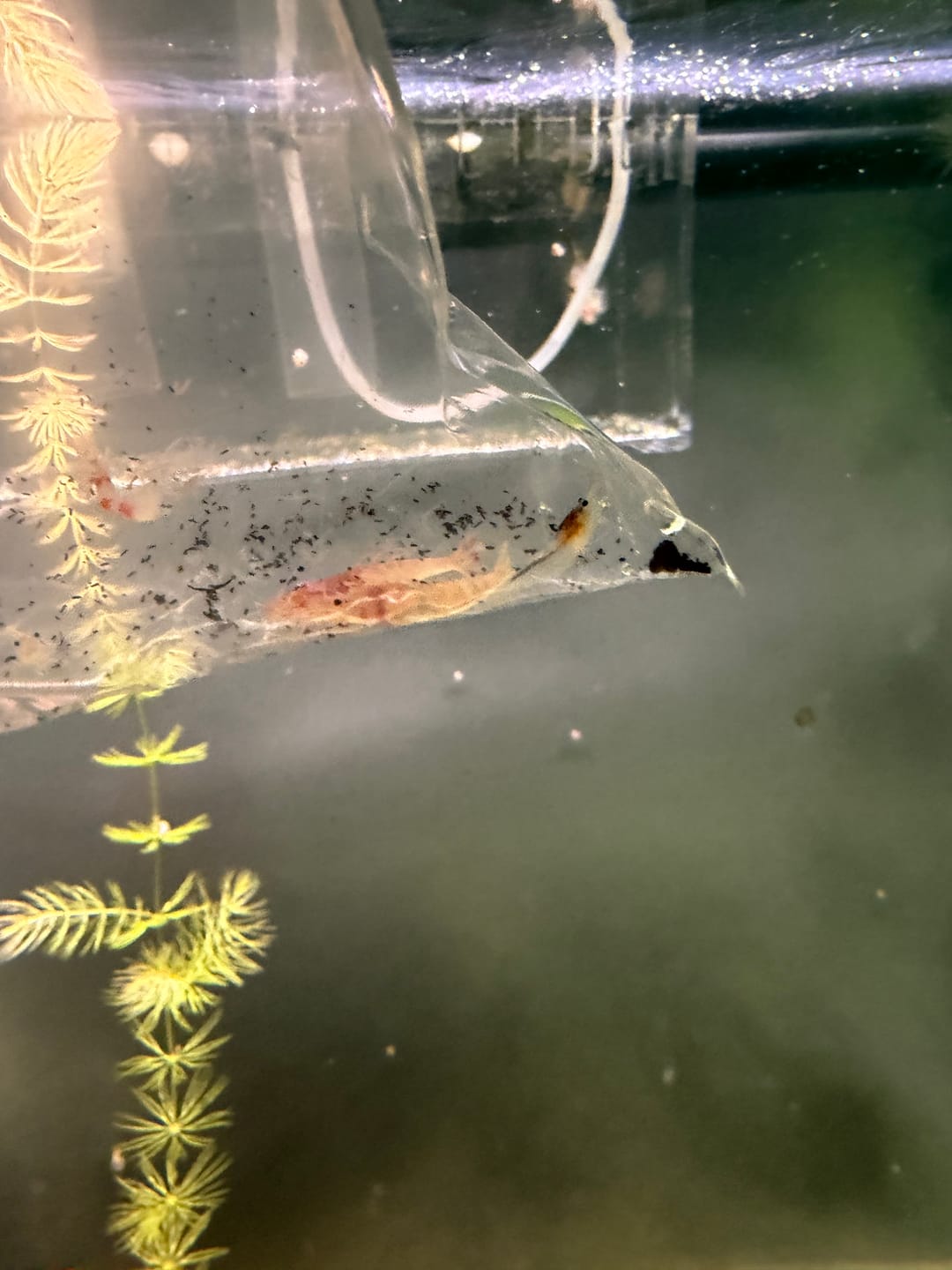 Customer photo review of Skittles Shrimp
