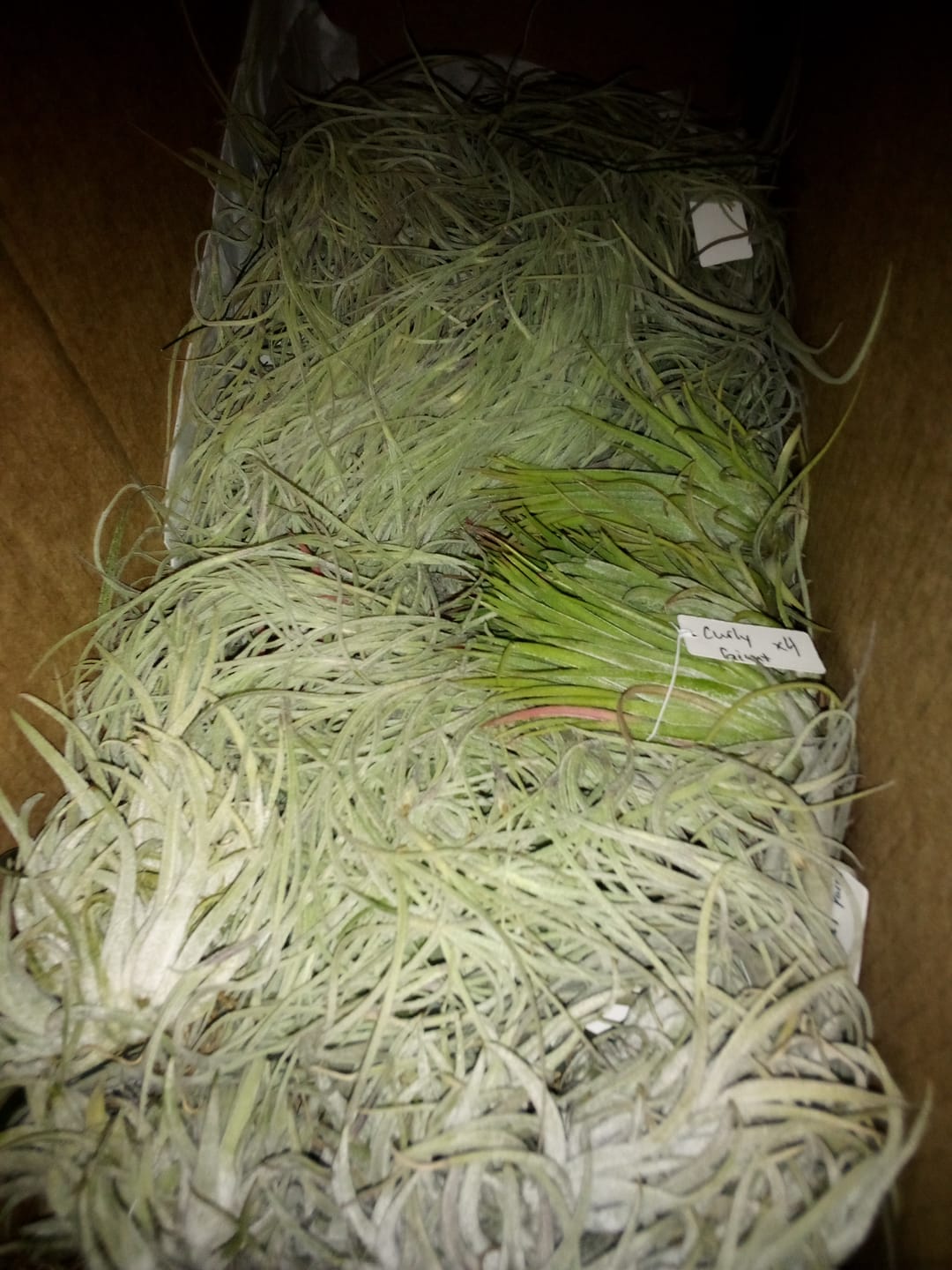 Customer photo review of Air Plant Mystery Box  Curated Tillandsia Collection  5 Tiers Available