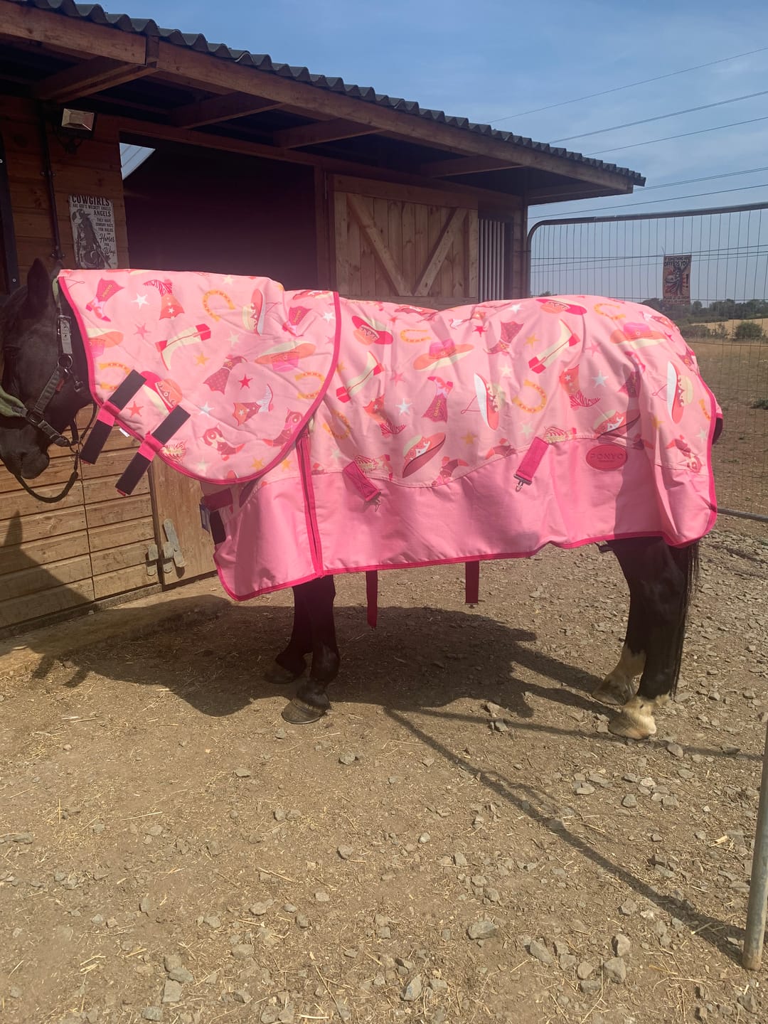 Customer photo review of NEW Country Star Turnout Rug