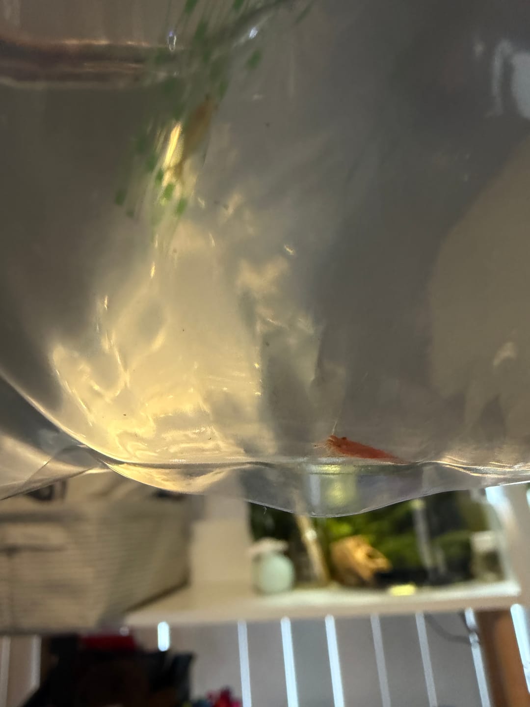 Customer photo review of Skittles Shrimp
