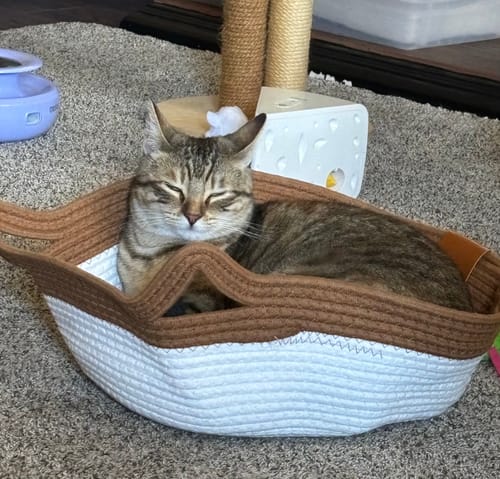 Customer's Instinct Basket containing a tabby cat resting with its eyes closed.
