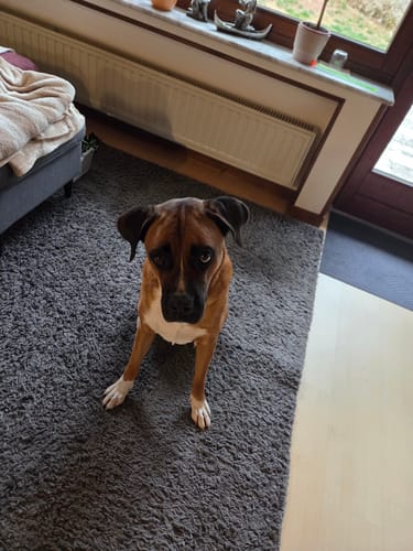 Kunden-Hund schaut aufmerksam in die Kamera, während er Nature Protect zur Zeckenabwehr einnimmt.