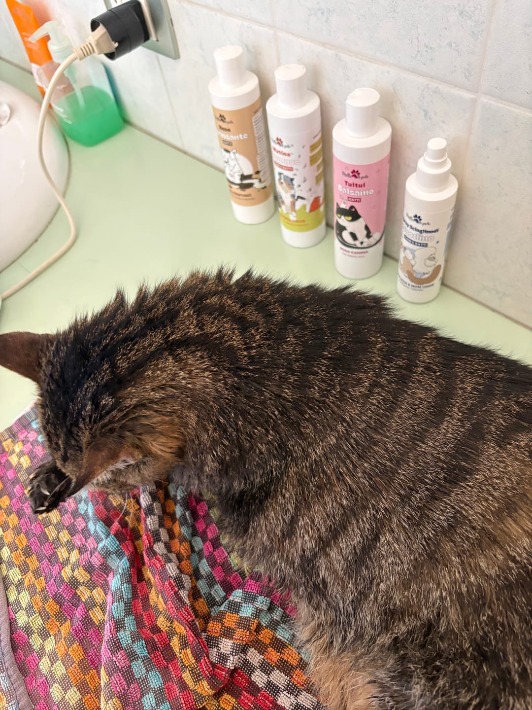 Customer photo review of BASE SGRASSANTE GATTO - no profumo