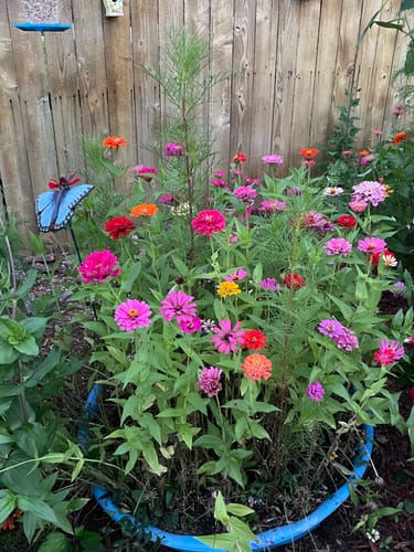 Photo from Linda S.'s garden