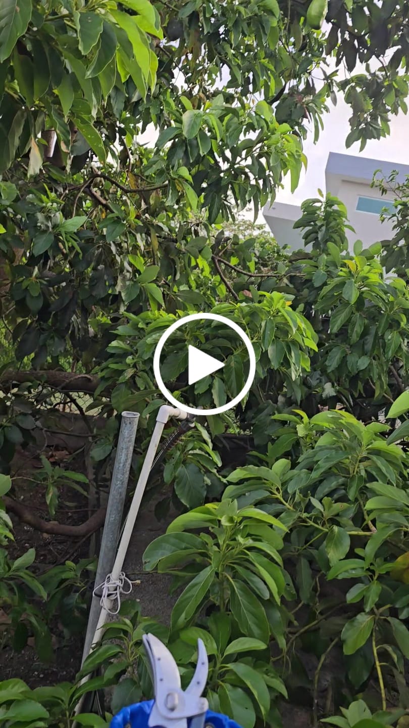 Customer video review of Fruit Picker Head with Bag- Avocado Picker
