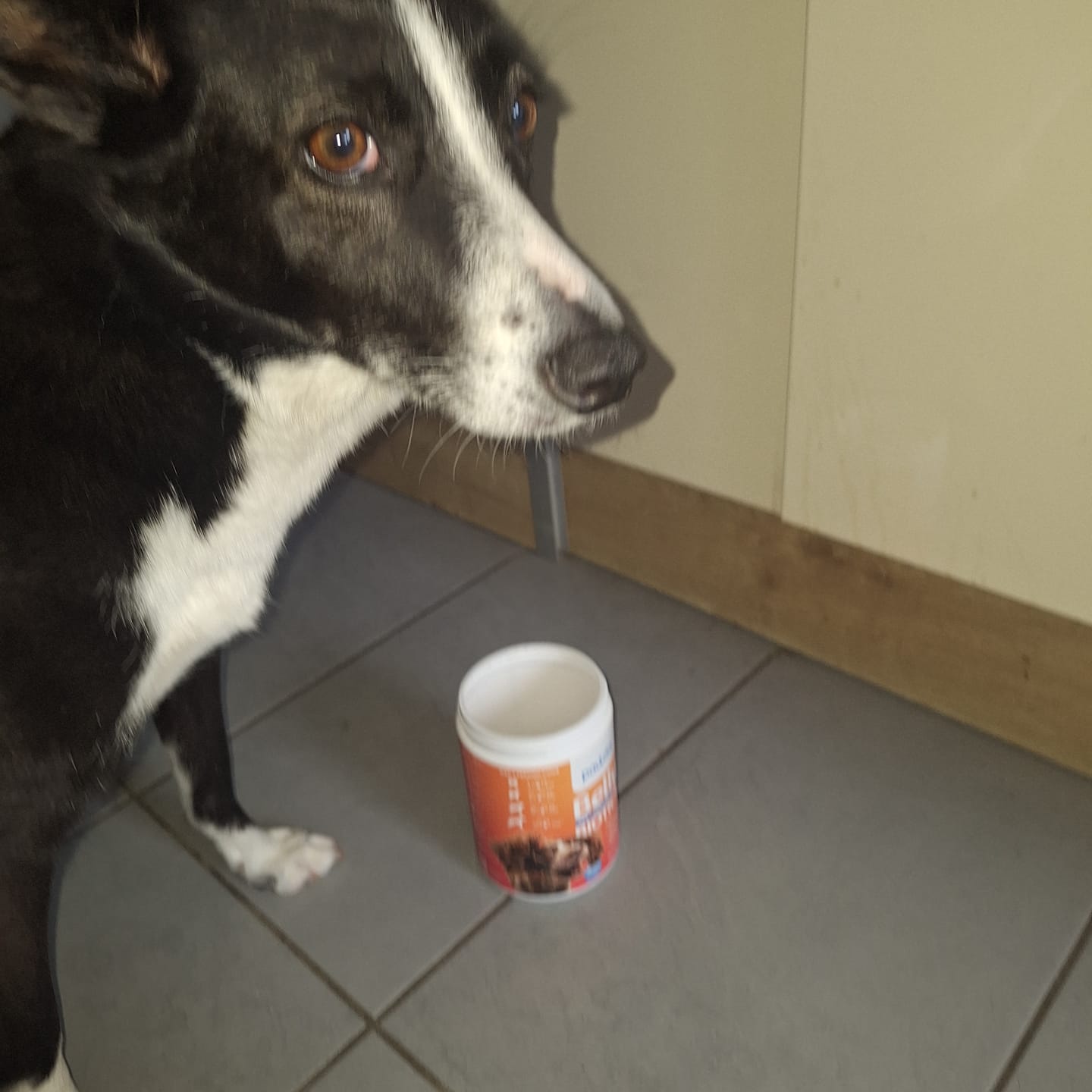 Customer photo review of Belly Biotics (360 treats)