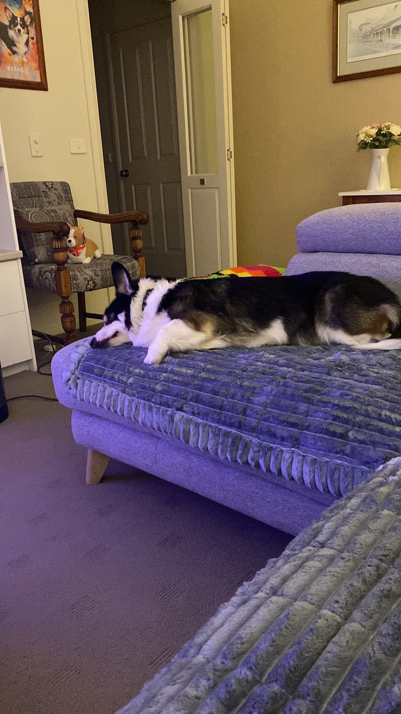 Customer photo review of CouchCloud - Couch Covers