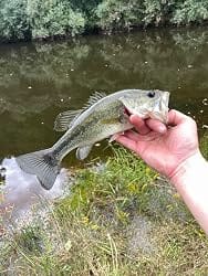 Customer photo review of Swimmax Fishing Lures | Six-Segmented | BKK Hook | Rattling Gurgling | Heavy-Duty Dyneema Fiber | For Bass & Trout & Walleye & Crappie