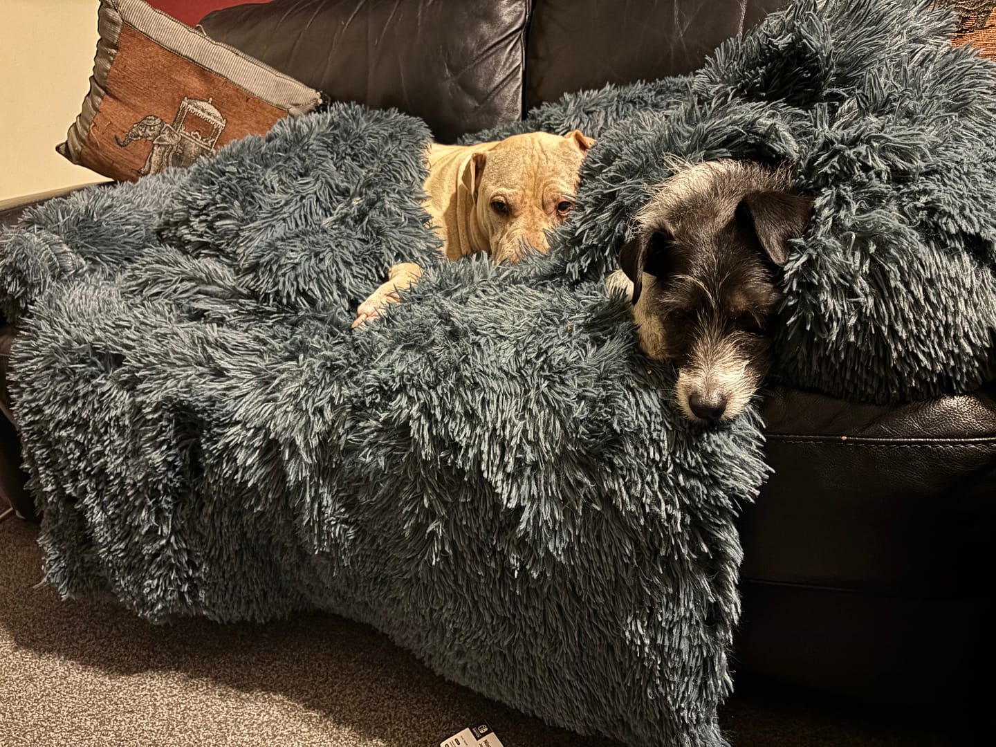 Customer photo review of Calming Couch Bed
