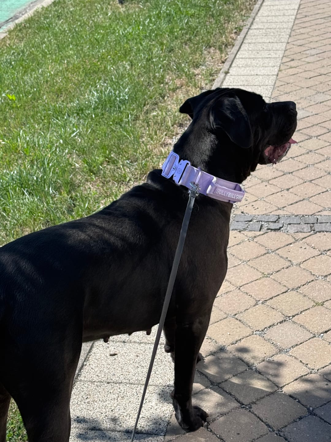 Customer photo review of 5cm Lighter Combat® Collar | With Handle Secure Clip - Lavender X Ube