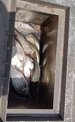 Customer photo review of Swimmax Fishing Lures | Six-Segmented | BKK Hook | Rattling Gurgling | Heavy-Duty Dyneema Fiber | For Bass & Trout & Walleye & Crappie