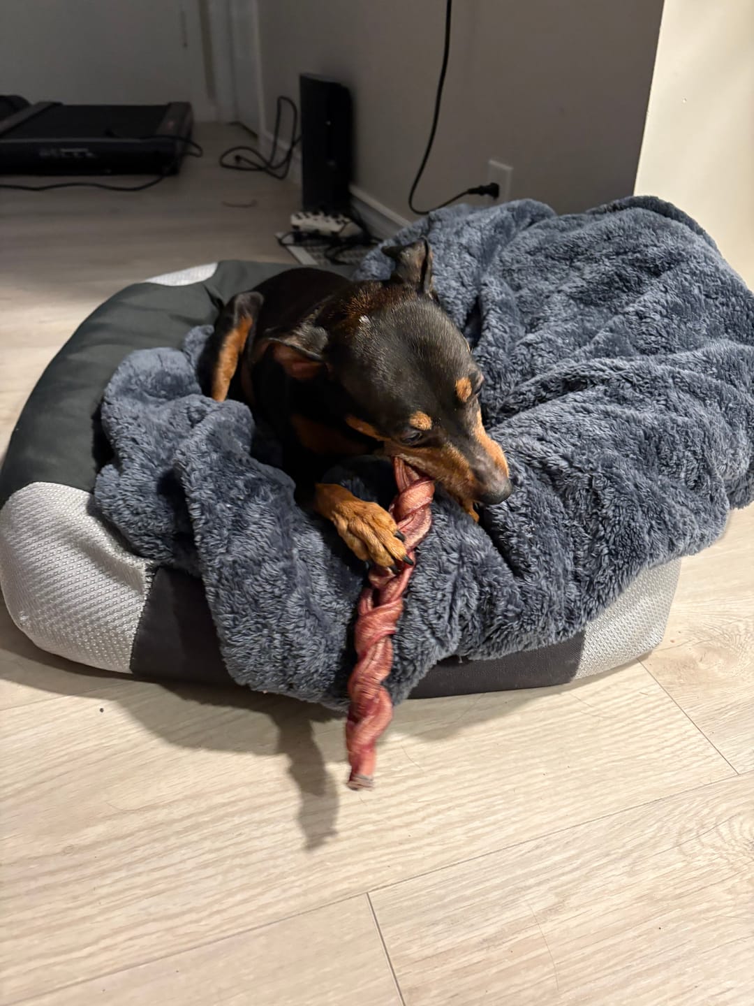 Customer photo review of 12 Inch Thick Braided Bully Stick