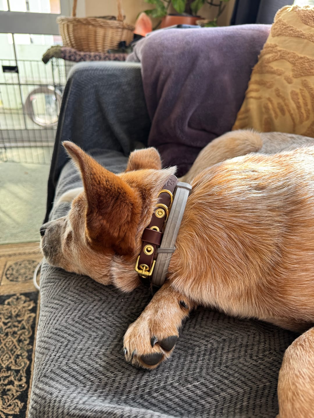 Customer photo review of Classic Buckle Leather Dog Collar - Custom Sized
