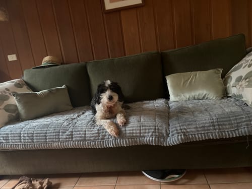 Customer photo review of Cosy Couch - Couch Cover