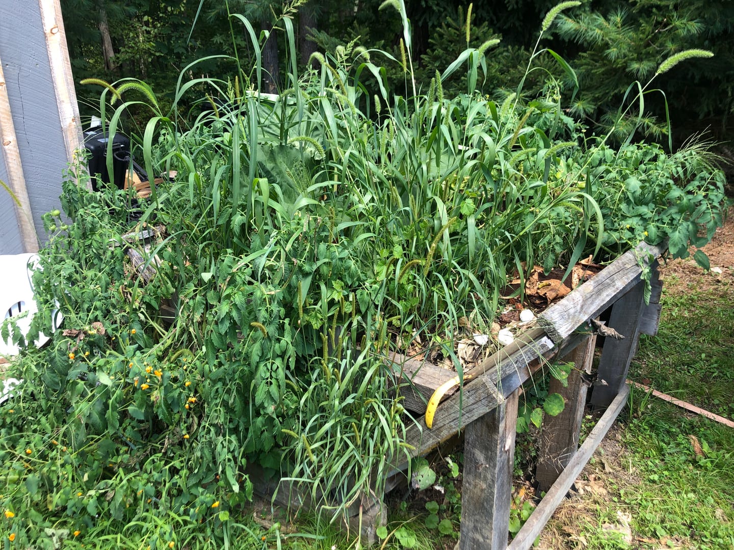 Customer photo review of TCM Microbial Inoculant & Soil Amendment