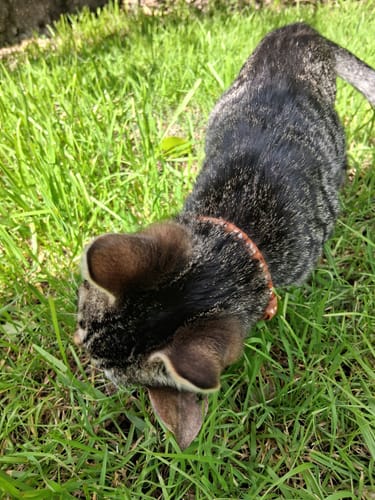Customer photo review of Collar Remachado (Gato)