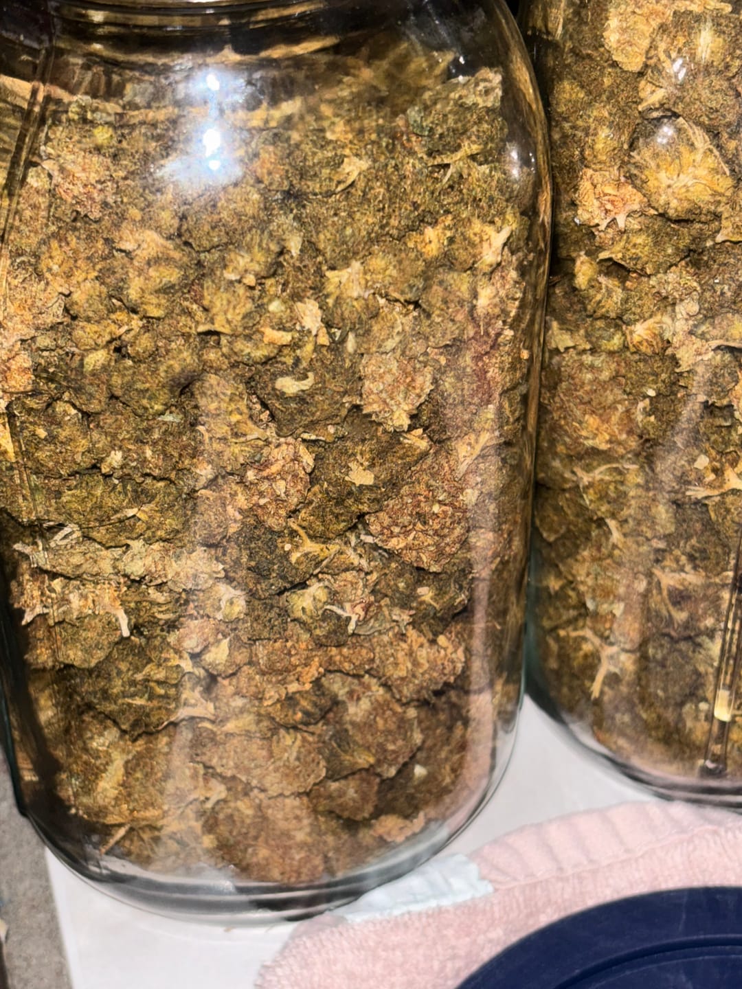 Customer photo review of Kush Mintz | THCA Flower