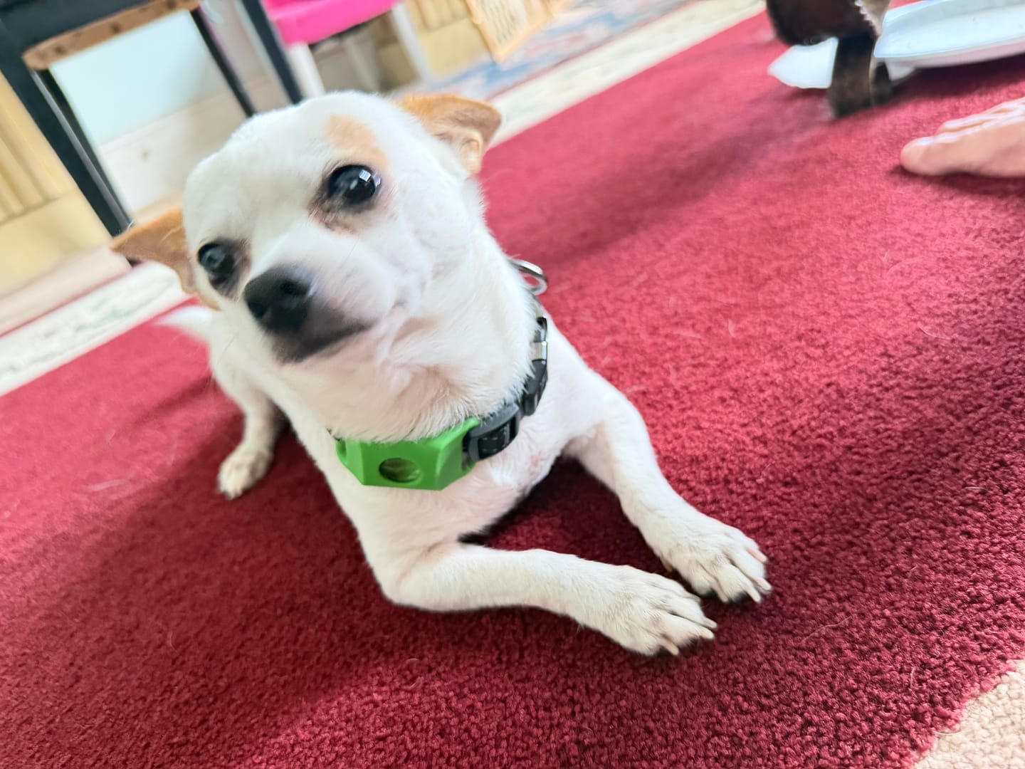 Customer photo review of FurLife™ 12 Months Flea and Tick Free