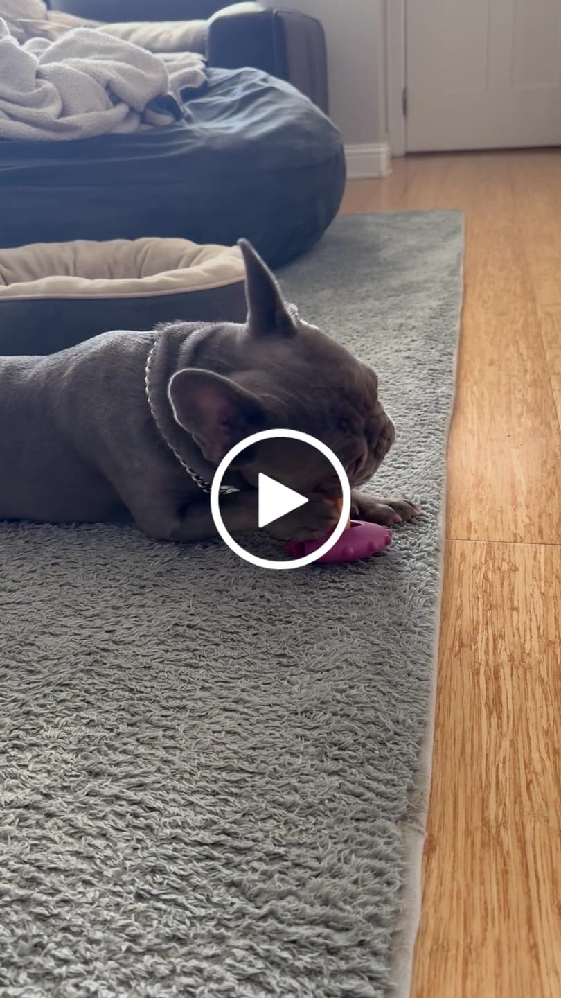 Customer video review of Strawberry Yak Chew — Vitamin C, Fiber & Teeth Whitening