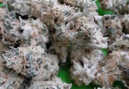 Customer photo review of Cookies and Cream Minis - Bulk Minis - Hybrid