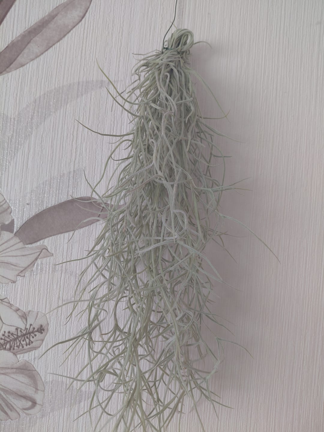 Customer photo review of Tillandsia usneoides - Lousianamoos