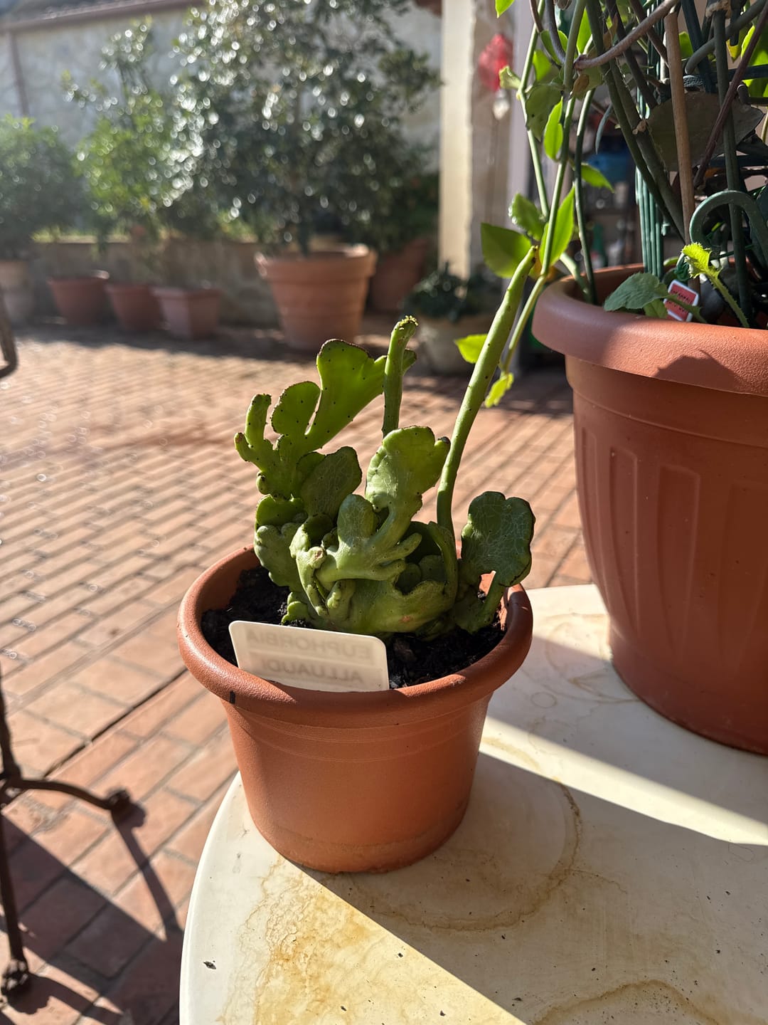 Customer photo review of Euphorbia alluaudi, extra ramificada
