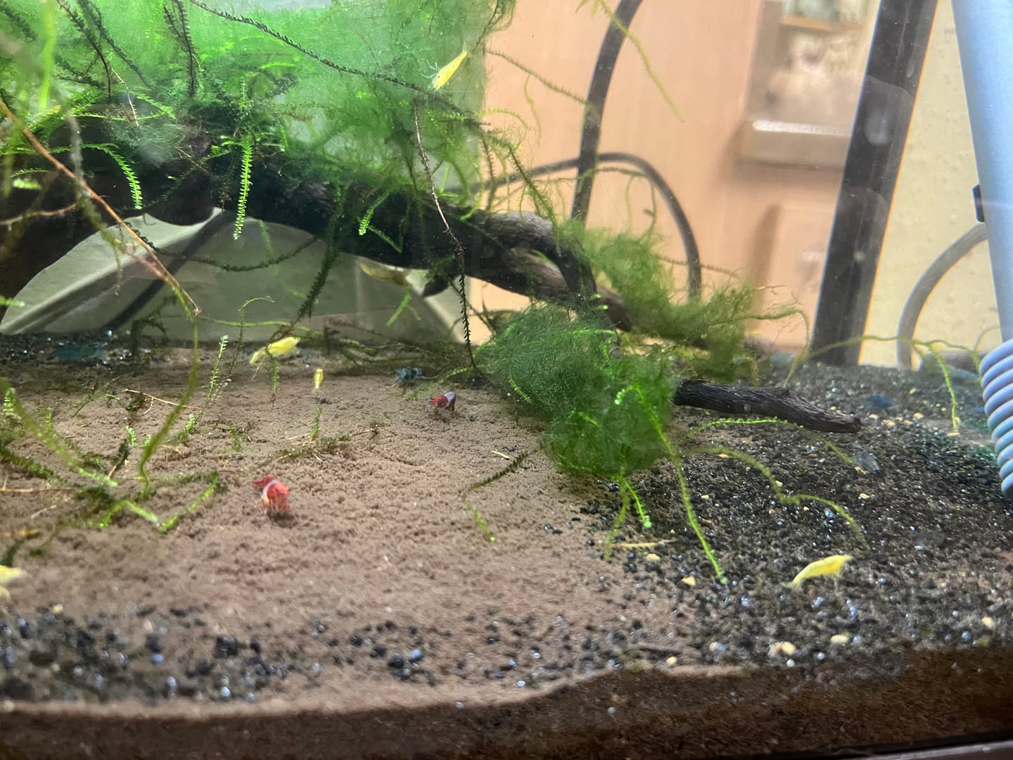 Customer photo review of Red Rili Shrimp