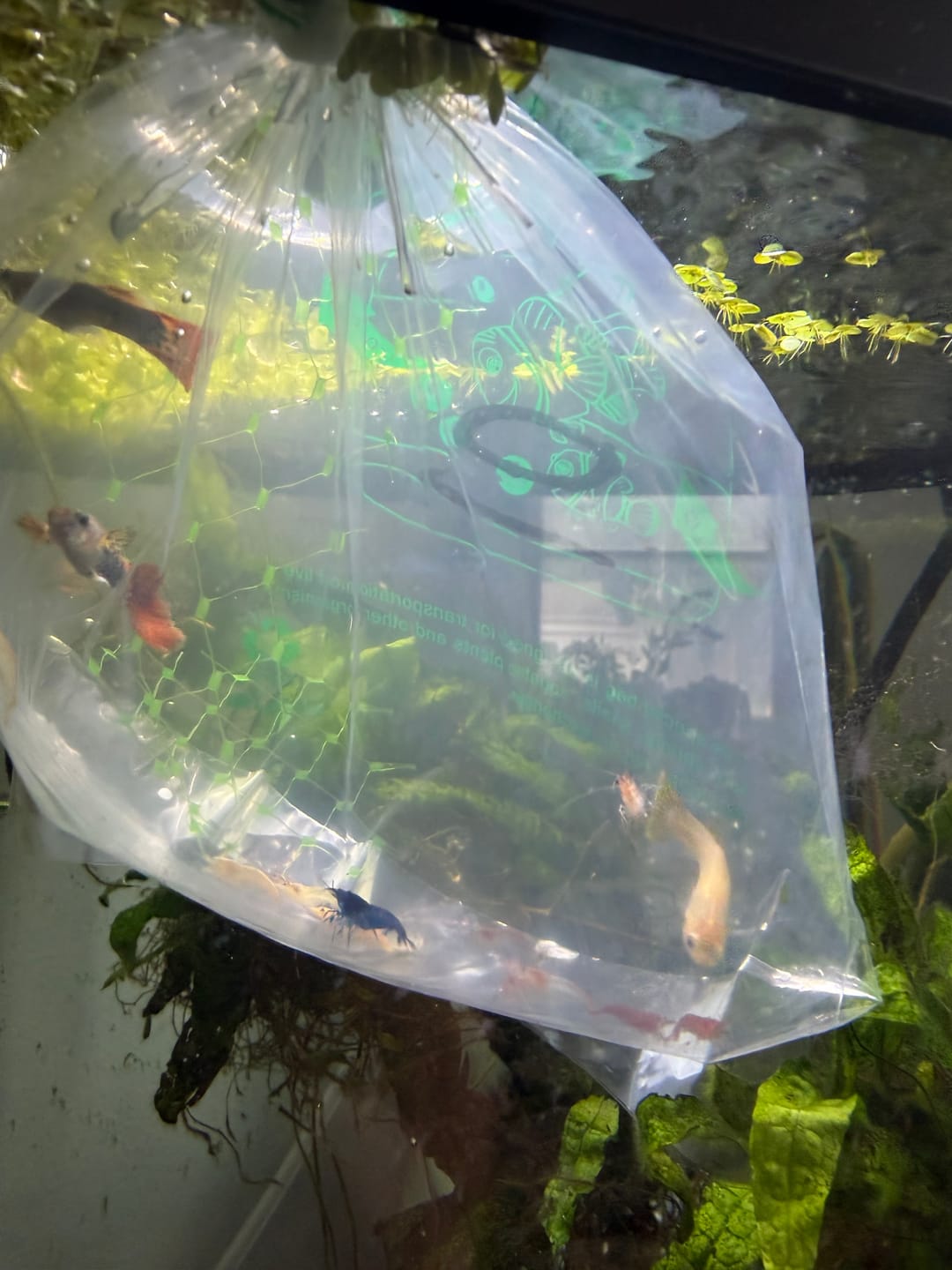 Customer photo review of Blue Dream Shrimp
