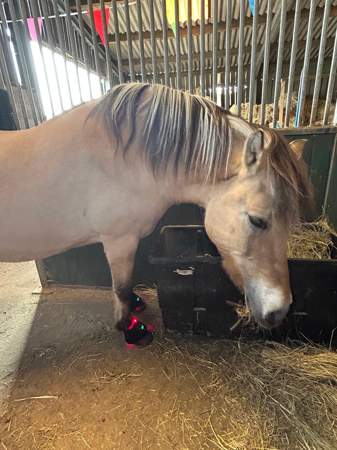 Customer photo review of HorseHalo™ HaloLegs Mini
