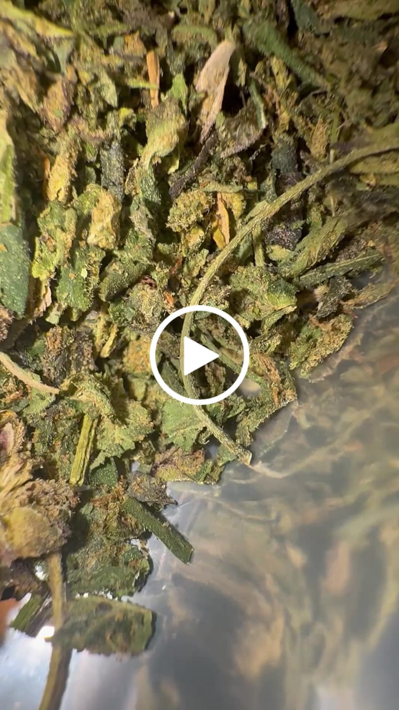 Customer video review of Lemon Haze Indoor THCA Trim