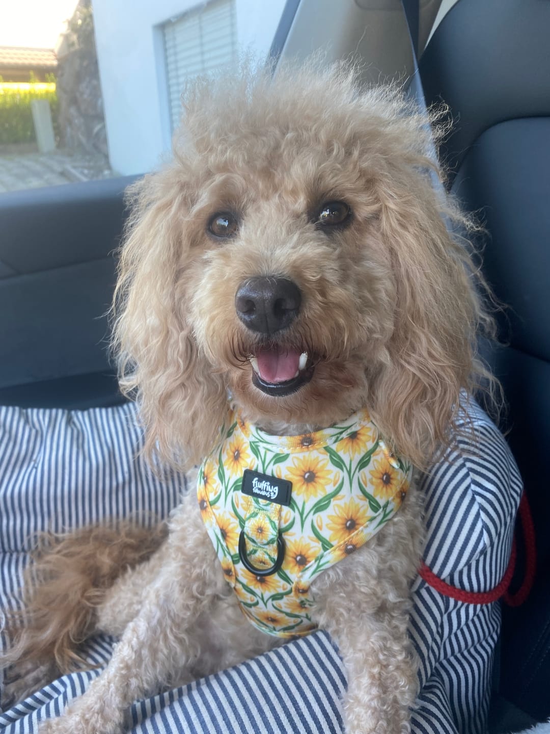 Customer photo review of Adjustable Dog Harness - Sunny Paws