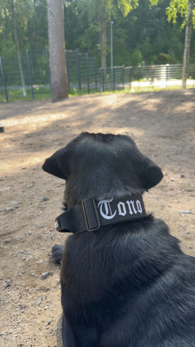 Customer photo review of 5cm Combat® Collar | With Handle & Secure Clip - Black
