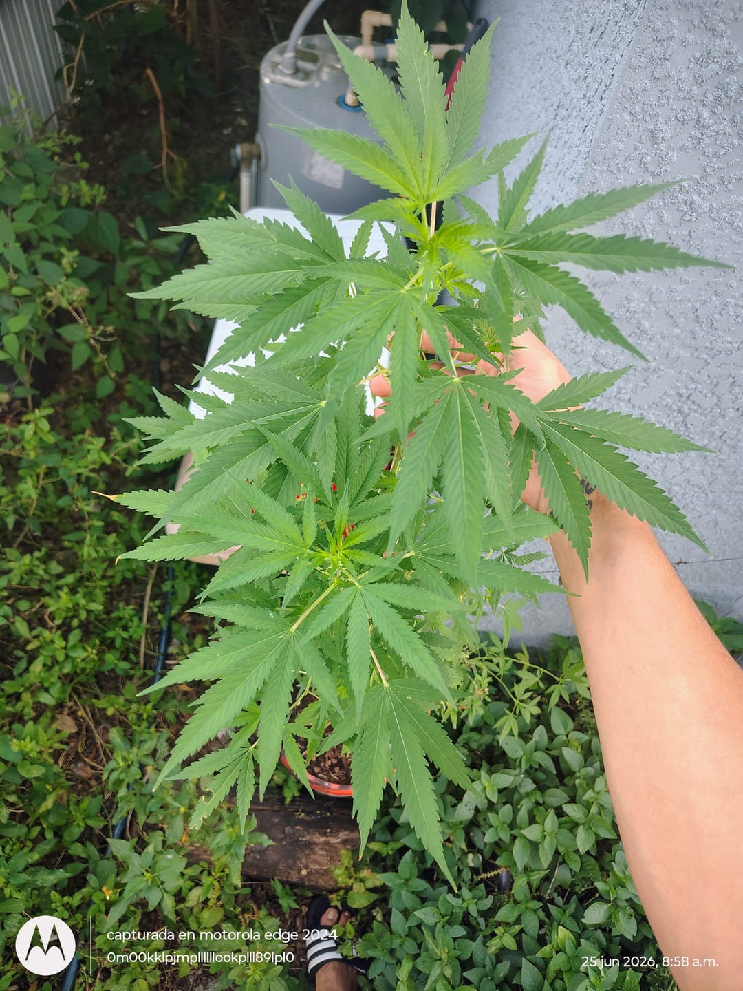 Customer photo review of Cookies and Cream - 28 Grams - Hybrid