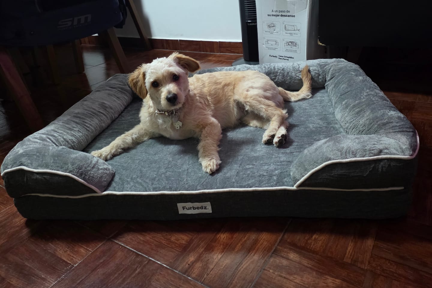 Customer photo review of Cama Ortopédica para Perros