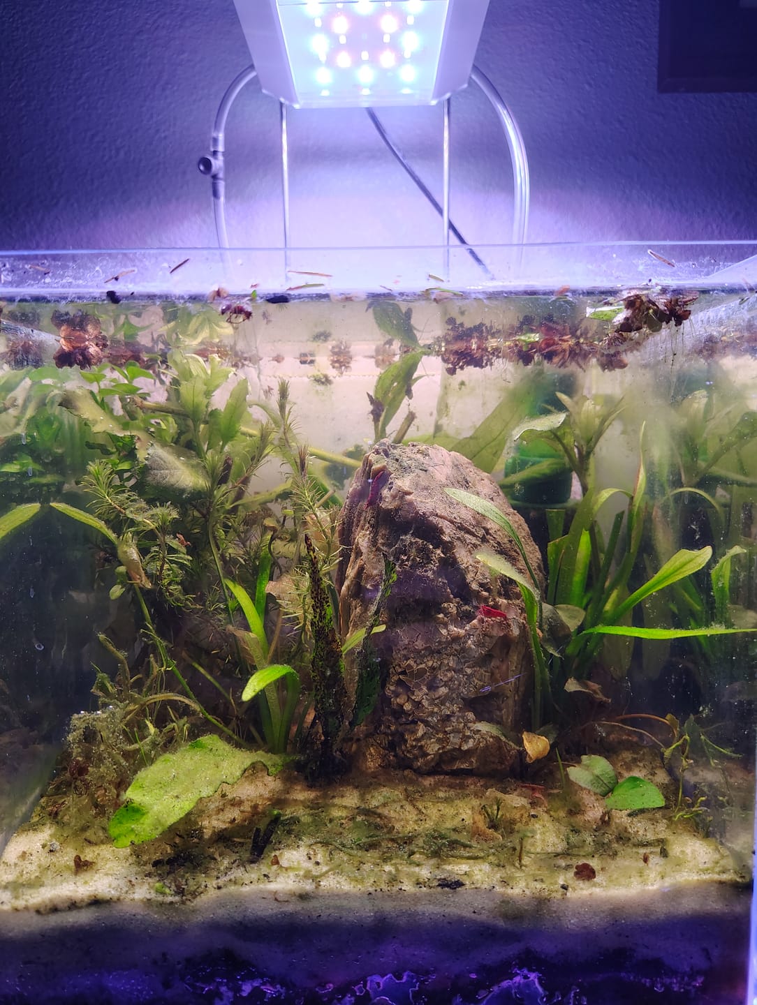 Customer photo review of Fire Red Cherry Shrimp