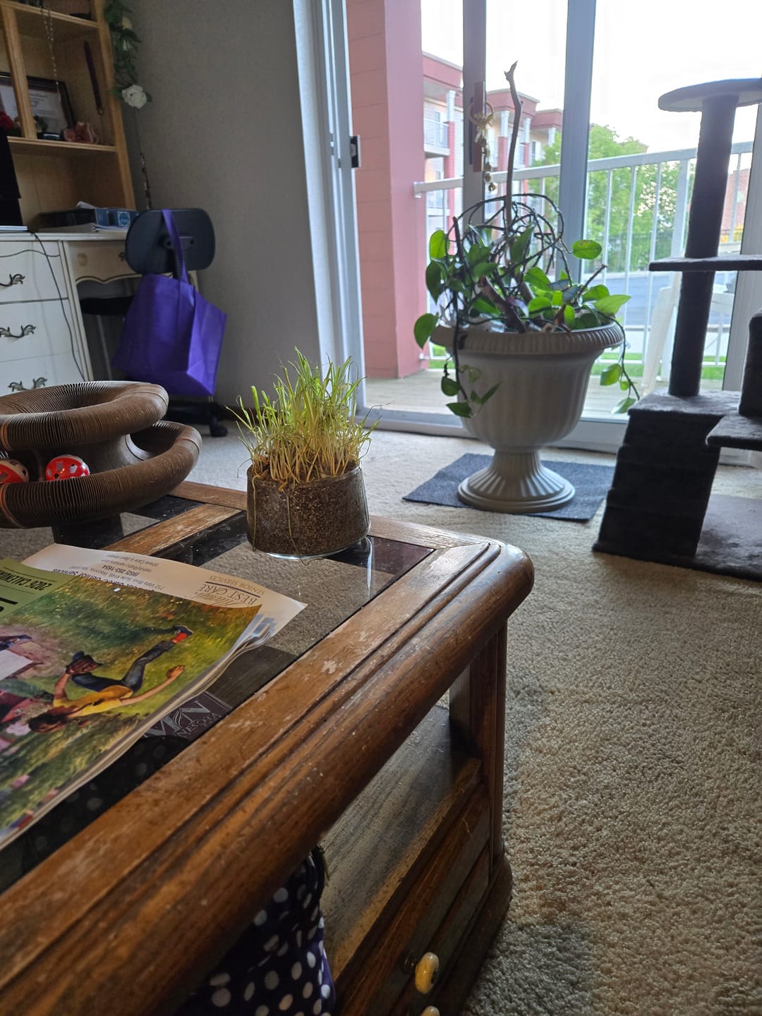 Customer photo review of Michu Cat Grass Seed Mulch Replacement Pack – Perfect for Pet Owners Looking to Replace Their Cat's Mulch - Made In USA