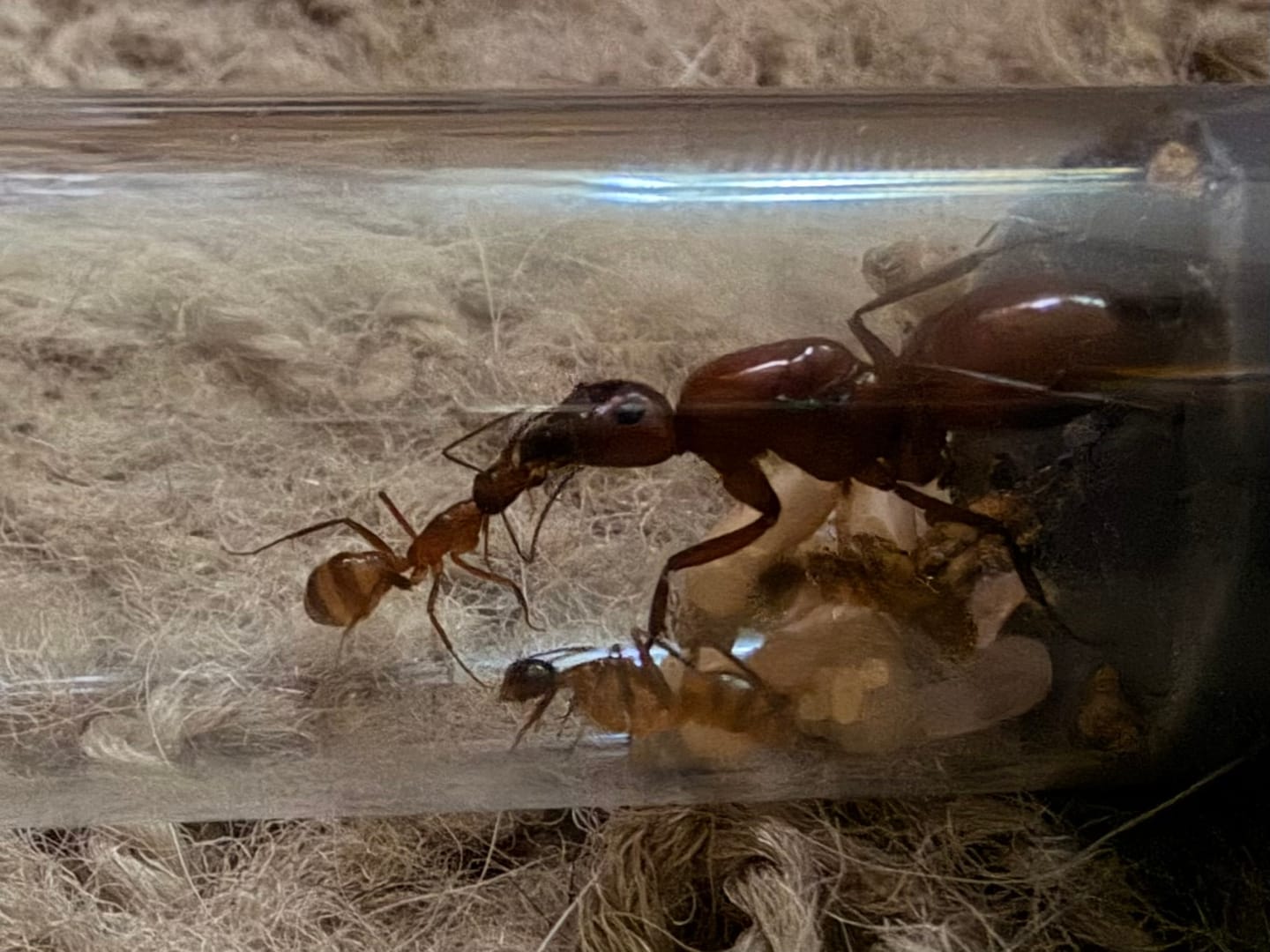Customer photo review of Ruby Chestnut Carpenter Ant (Camponotus castaneus)