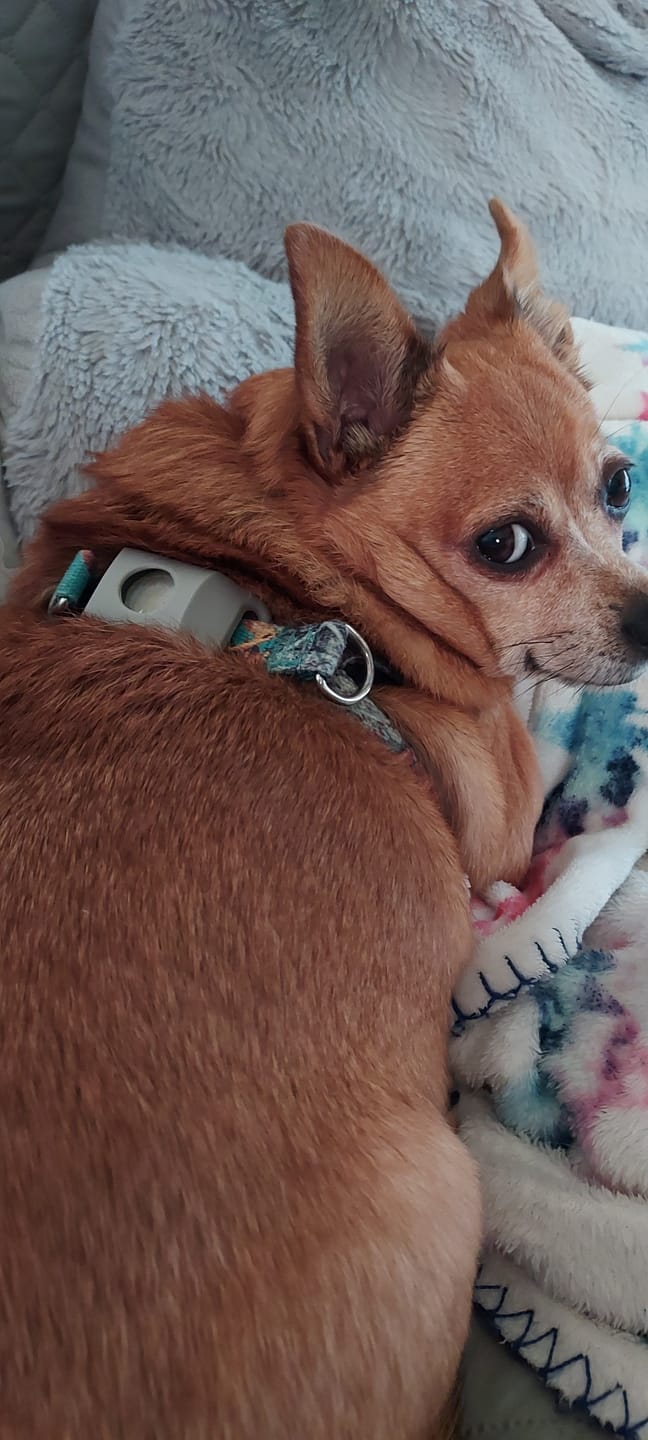 Customer photo review of FurLife™ 12 Months Flea and Tick Free