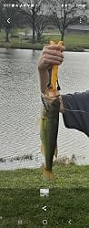 Customer photo review of Swimmax Fishing Lure | Eight-Segmented | BKK Hook |  Easy Catch | Rattling with Noise | Heavy-Duty Dyneema Fiber Joint | Jointed Swimbait for Bass & Trout & Crappie