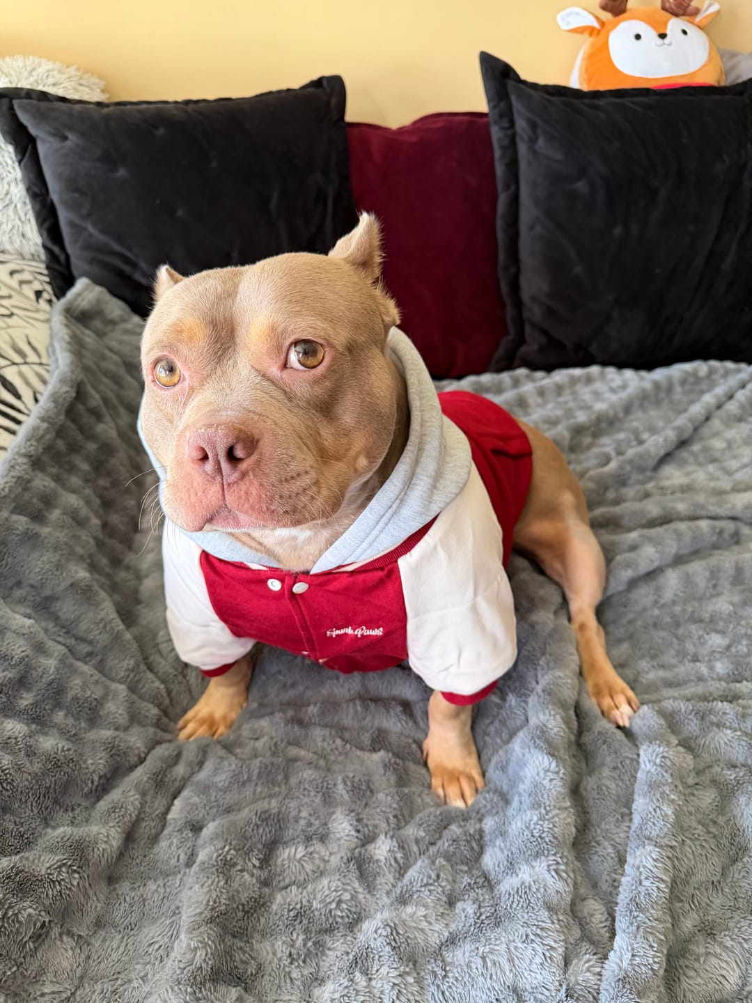 Customer photo review of Dog Varsity Jacket - Red