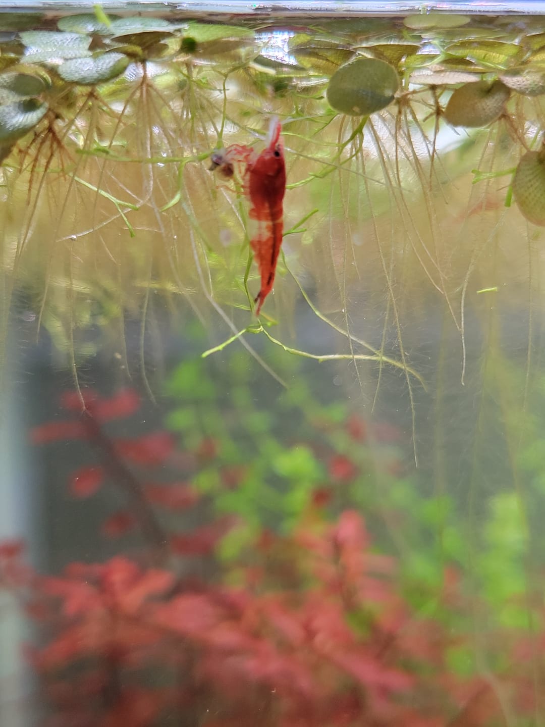 Customer photo review of Orange Rili Shrimp