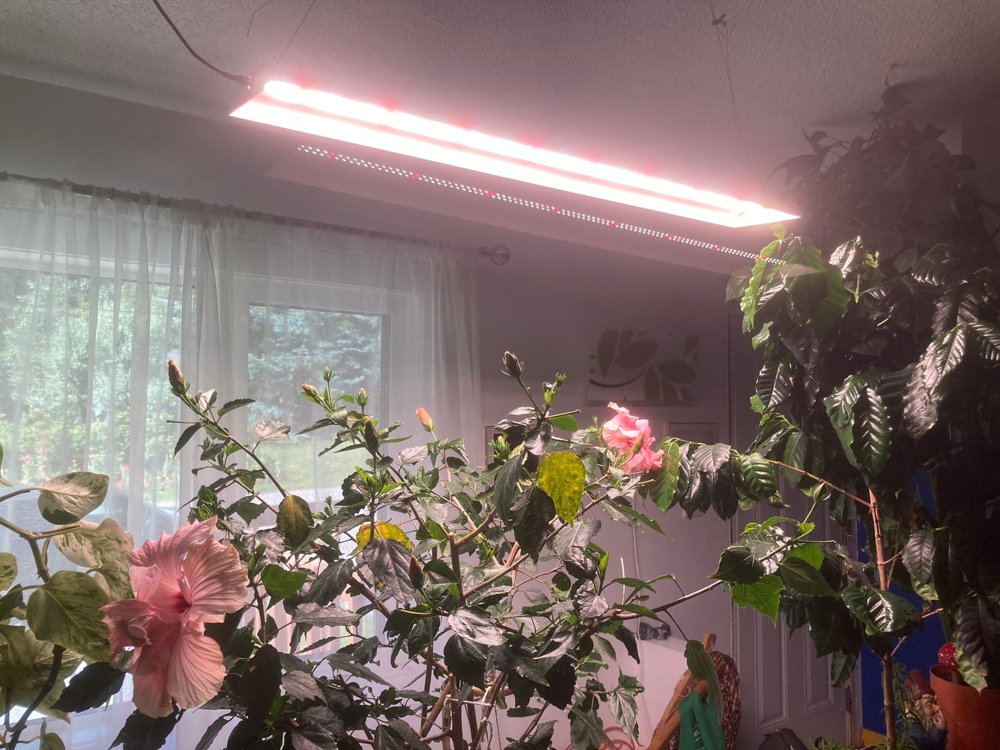 Customer photo review of Spider Farmer® SF600 74W LED Grow Light For Veg