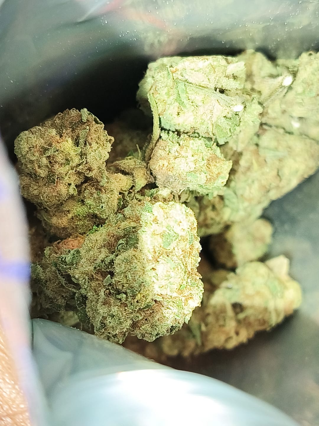 Customer photo review of Velvet Cherries Indoor - Bulk - Indica