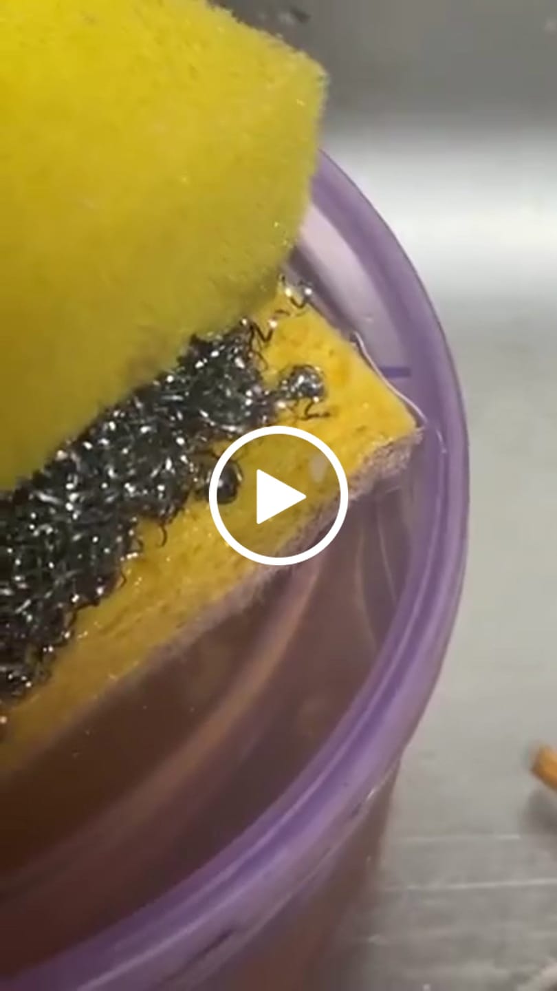 Customer video review of Plant Derived Sponges