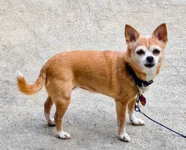 Customer photo review of FurLife™ 12 Months Flea and Tick Free