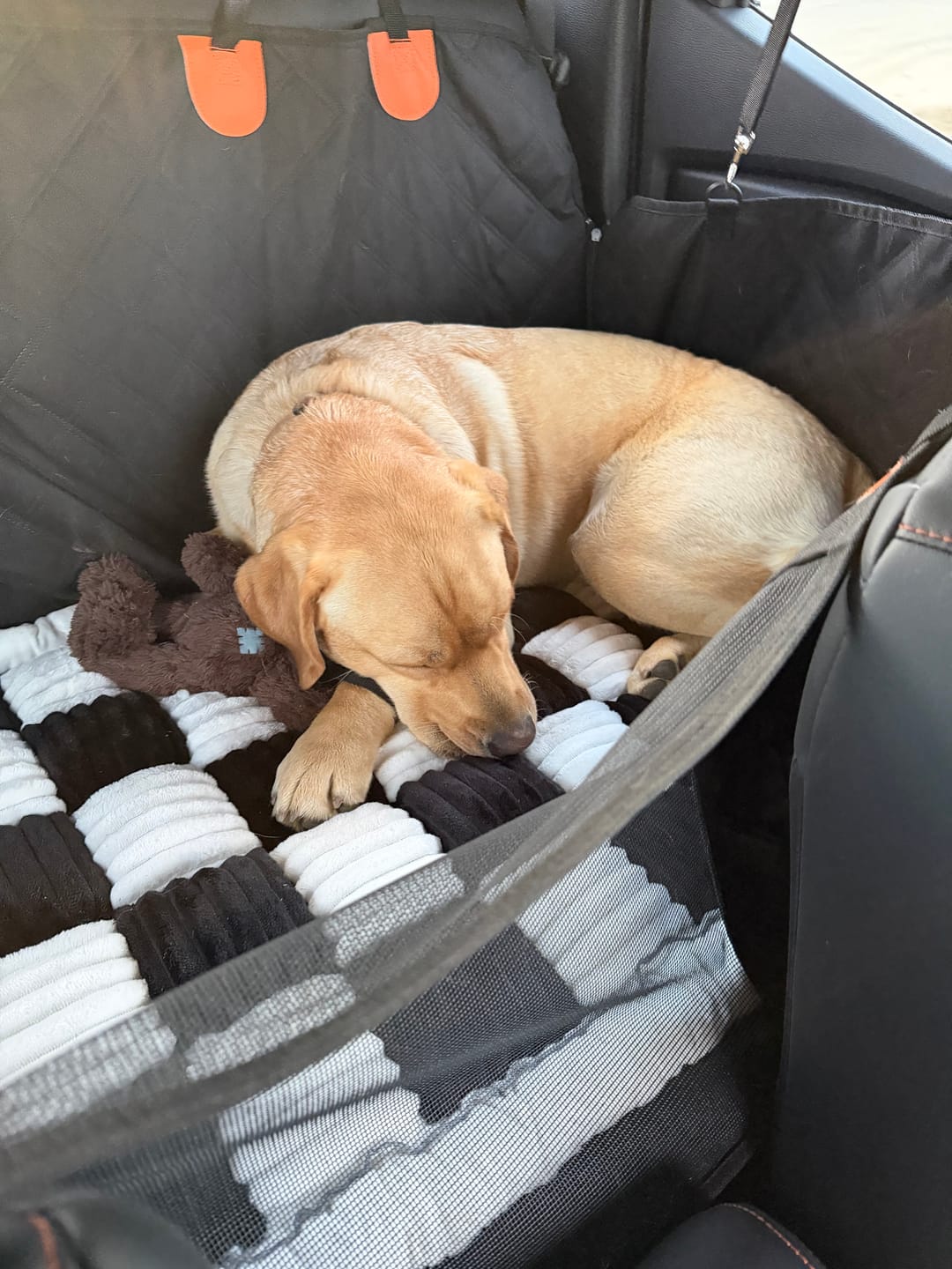 Customer photo review of Companion&Co™ CalmDrive Travel System