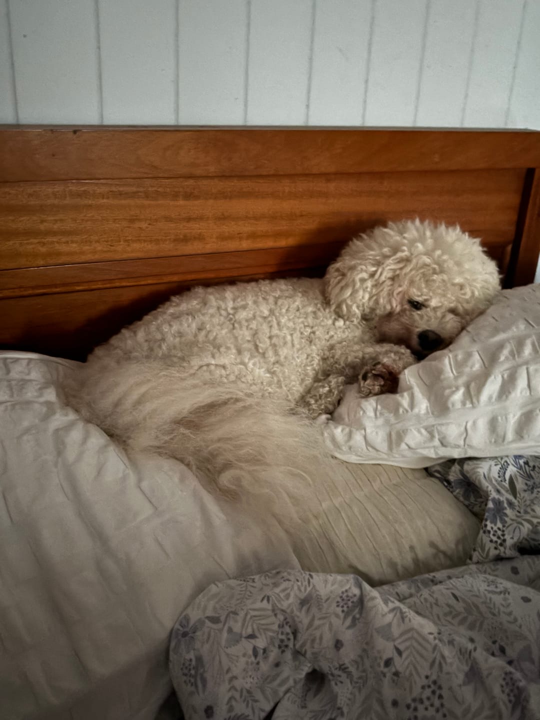 Customer photo review of Reusable Dog/Puppy Training Pee Pads